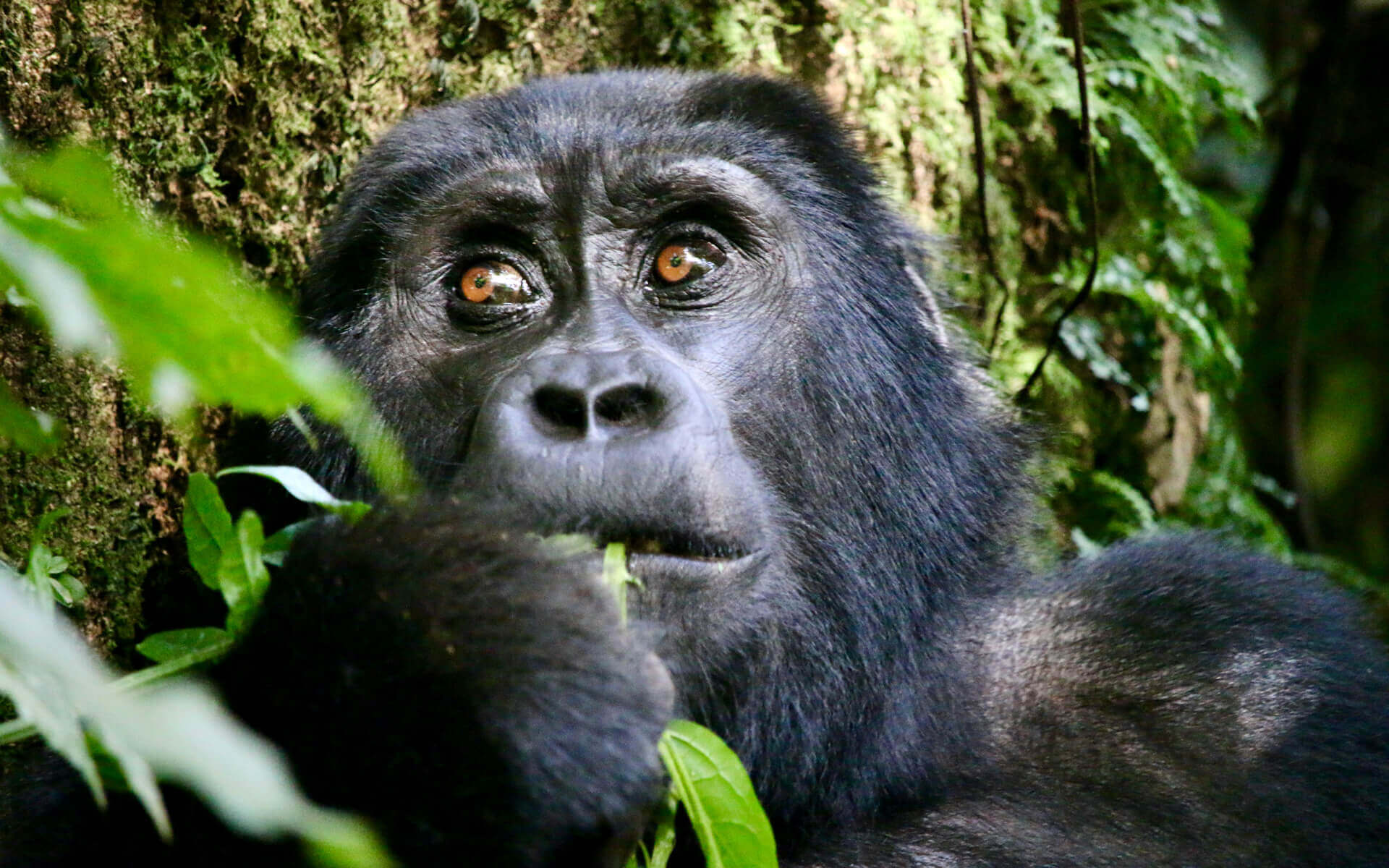 Experience Mountain Gorillas In Uganda